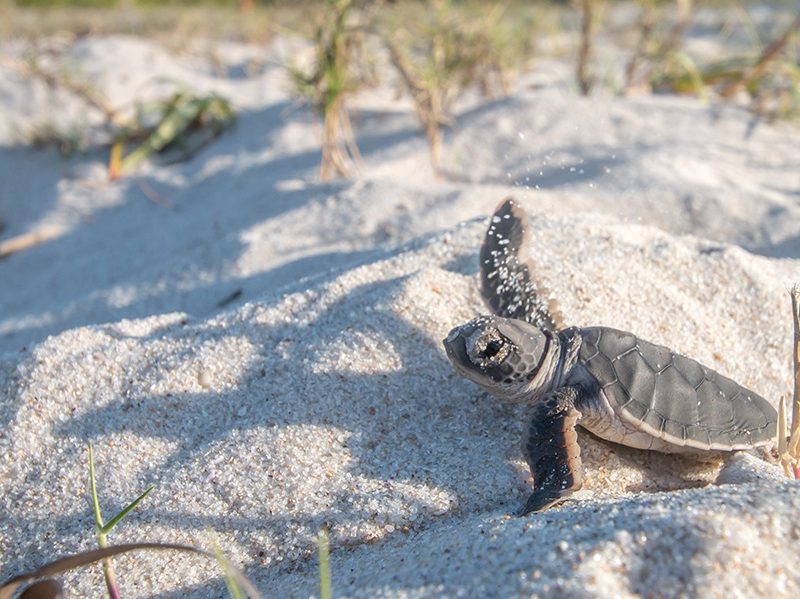 sea turtle nesting season summer bald head island vacation rentals